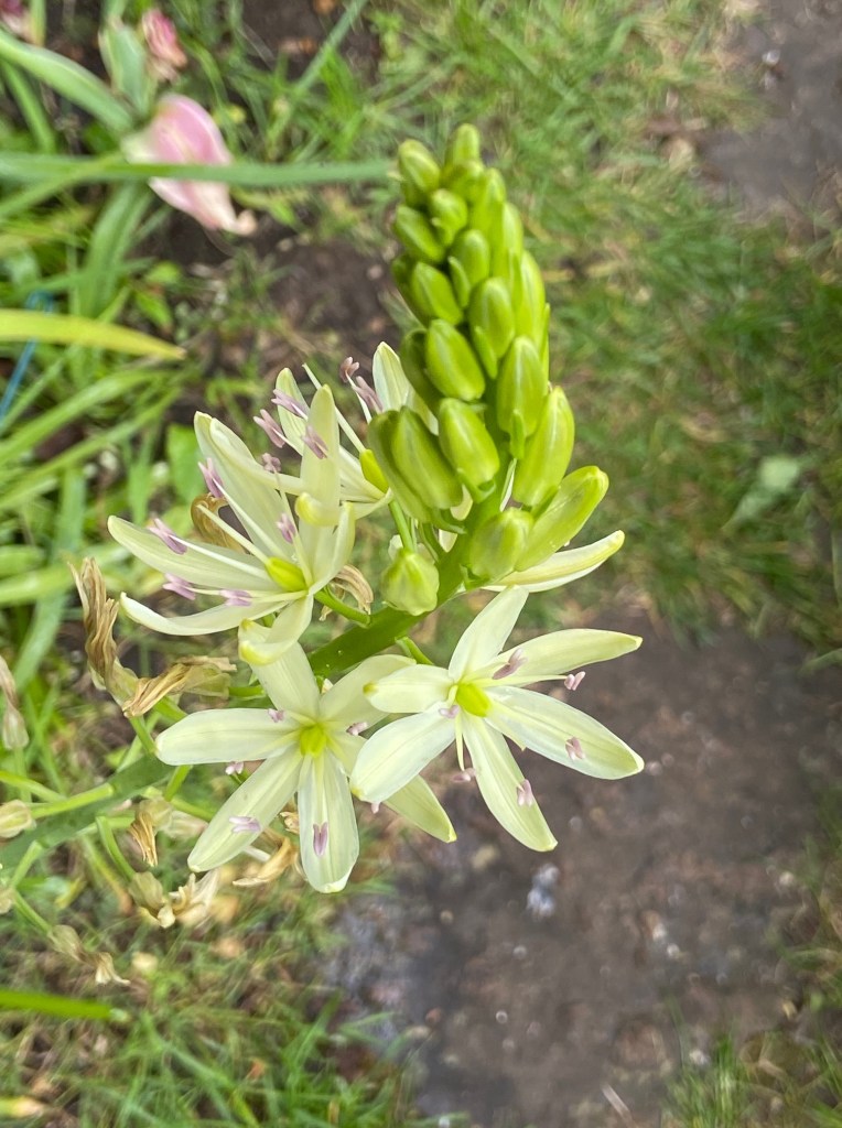 Camassia with purple anthers May 2020